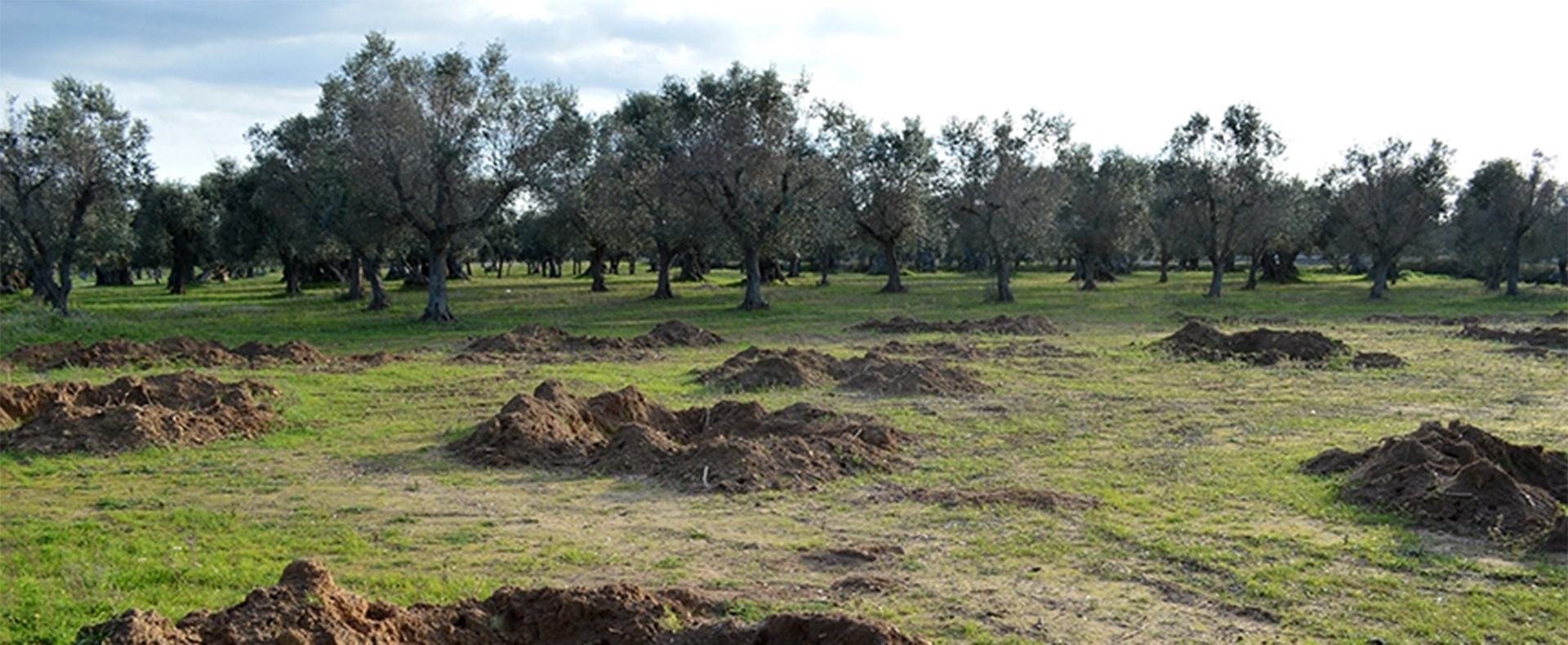 CBS Sunday Morning covers the ongoing olive oil crisis in Salento