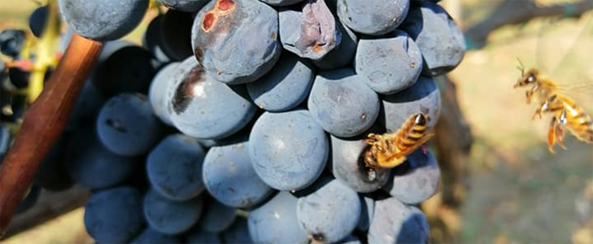 The bees know when it’s time to harvest the Negroamaro