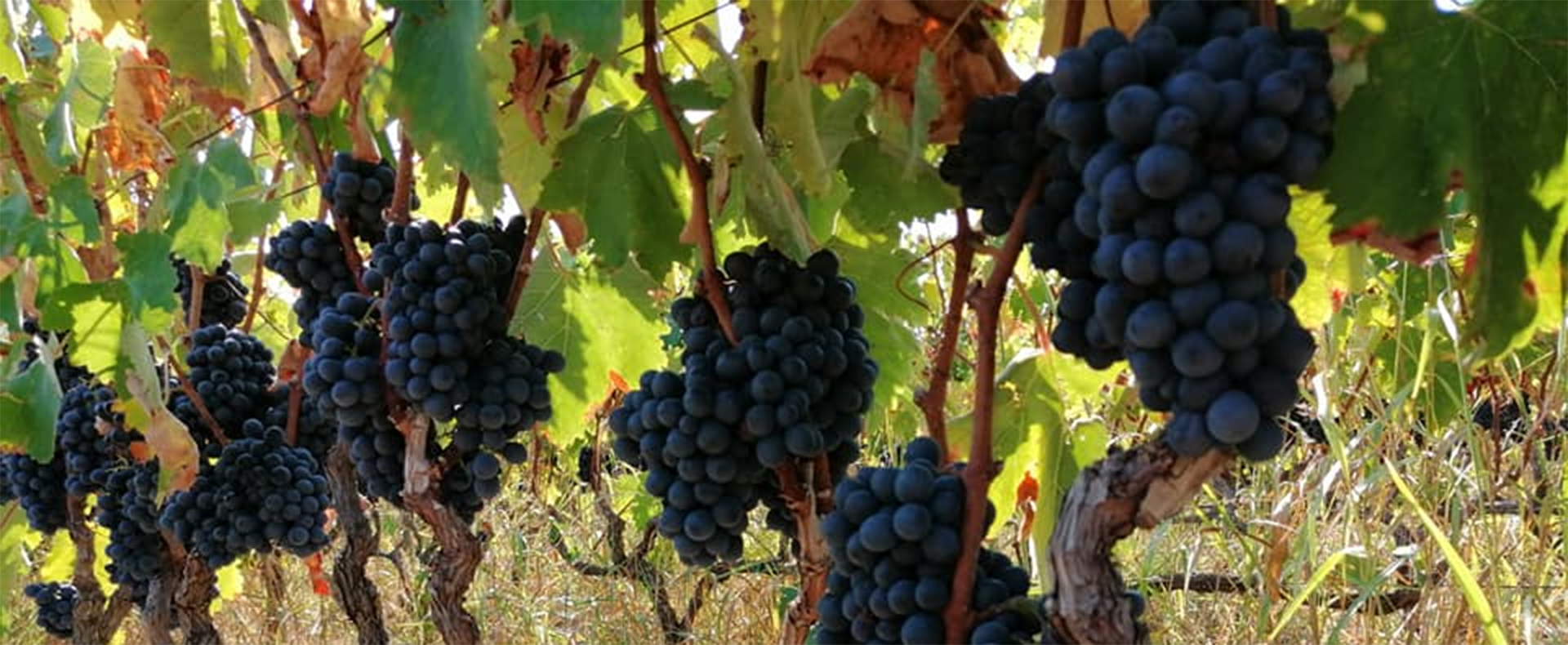 A beautiful shot of Negroamaro bunches, ready to be picked